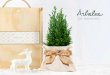 Árboles - Regalos Ecology · Un arbolito de Navidad natural y elegante que sorprenderá. El árbol se entrega en maceta kraft con interior impermeable (100% biodegradable), cubierto