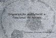 Organização estrutural e funcional do núcleocursosimbios.com.br/downloads/arquivos/Nucleo, DNA... · Núcleo Celular . Estrutura do Núcleo Alberts et al., 1994 - págs 335 e 345