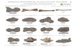 Fosiles de Mastodonte - Field Guides · Microsoft Word - Fosiles de Mastodonte.doc Author: Samauma Created Date: 4/23/2019 2:49:35 PM 