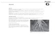 Morfologia e Anatomia Vegetal - As primeiras plantas vasculares pertencem ao grupo Rhyniophyta (Siluriano,