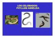 LOS CELOMADOS: PHYLLUM ANNELIDAfcm.ens.uabc.mx/~vzavala/anelidos_acuic.pdf · 2009-08-13 · • Fotorreceptores (en el prostomio o en los filamentos branquiales). • Estatorreceptores