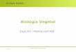Biologia Vegetal - ULisboa maloucao/Aula 19BV.pdfآ  Biologia Vegetal Caracterأ­sticas evolutivas do