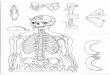 esqueleto-3bn - WordPress.com · Title: esqueleto-3bn.jpg Created Date: 9/20/2016 6:38:54 PM