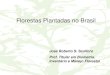 Florestas Plantadas no Brasilciflorestas.com.br/arquivos/d_p_p_18362.pdf · espécies no Brasil (2008 e 2009) Espécies Estados 2008 2009 Principais Usos Madeira: energia, carvão,