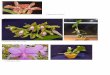 C.granulosa ‘Sandra’ - Wakayama orchids · 2011-12-06 · trianae coerulea `Florensia' noezliana yellow walkeriana Poliahu AlohaAloha Case `Surprise' SBM/JOGA (OG)Case `Surprise