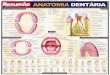 Anatomia Dentáriae3o-Anatom… · Frontal MÚSCULOS DA CABEÇA Depressor Levantador da Gálea aponeurótica Frontal Resumäo OSSOS DA CABEÇA Forame supra-orbital Parietal parietal