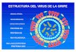 ESTRUCTURA DEL VIRUS DE LA GRIPEImpacto estimado de una pandemia de Gripe* 20 millones de personas infectadas 4-10 millones de personas enfermas 1.8-4.5 millones precisarían atención