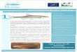 Veja o novo site do Saramugolifesaramugo.lpn.pt/files/files/NEWSLETTER_N1_VF3.pdf · 2019-04-30 · peixes exóticos, défice de vegetação ribeirinha e a utilização abusiva da
