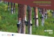 EDITORIAL ABREVIATURAS, ACRÓNIMOS E SIGLAS · 2020-02-12 · Inventário Florestal Nacional, neste caso a 6.ª atualiza-ção, em que o ano de referência é 2015. Relativamente