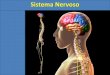 Sistema Nervoso - Colégio Nova Cachoeirinhacolegionc.net.br/site/sites/default/files/anexos/aula_sistema_nervoso… · 1) Introdução O sistema nervoso é responsável pelo ajustamento