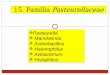 15. Familia Pasteurellaceae · 2020-04-29 · Actinobacillus A. lignieresii: Afecta principalmente a bovinos produciendo lesiones granulomatosas en la cabeza o el cuello; produce