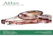 Atlas dos Musculos do Caorepositorio.ufra.edu.br/jspui/bitstream/123456789/621/1...ta, sobre a anatomia do cão, ou de Barone, sobre anatomia comparada de mamíferos domésticos, são