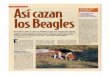 Club Español del Beagle · 2018-10-08 · PERROS DE RASTRO bello de eazar a la camera - llamamos, y csc es el con- cepto que daremcr; al acto de ca- tar con es, que el Conejo o liebre