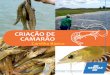 cartilha criação camarão Sebrae... · aquicultura apresentou um crescimento da ordem de 80,44% entre os anos de 2003 a 2013, saltando de cerca de 39 milhões de toneladas para
