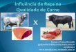 gustavobertoldi@zootecnista.com.br 20/08/2012 … · 2016-11-10 · EUA: grau de genética Angus é pré-requisito para carne de qualidade no país Fonte: - Postado em 01/08/2012
