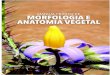 MANUAL PR£¾TICO DE MORFOLOGIA E ANATOMIA VEGETAL Morfologia externa do caule. ... t£­¯¬¾ co sobre a