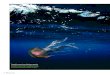 Los científicos recuperan las redes de plancton tras el ...medsea-project.eu/wp-content/uploads/2011/05/Ocean... · Los científicos recuperan las redes de plancton tras el muestreo