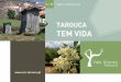 N.º 27 MAIO | JUNHO 2018 - CM Tarouca · 2020-06-15 · desportiva. A Associação Tarouca BTT e o Município de Tarouca, ... um importante pólo de atração turística da freguesia,