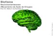 Neurotransmissores (Mecanismo de Ação de Drogas) · 2019-10-15 · Mecanismos de Ação de Drogas. Dopamina é um neurotransmissor que ativa os centros de prazer em certas partes