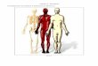ANEXO A - FIGURAS 1 NOÇÕES DE ANATOMIA E FISIOLOGIA HUMANA · PDF file 1 NOÇÕES DE ANATOMIA E FISIOLOGIA HUMANA Figura 01. 1.1.1Sistema ósseo Esqueleto humano (anterior) Figura