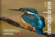 observação de aves · vindas do continente americano. a observação de aves em portugal é ainda facilitada pela dimensão relativamente pequena do território, pela qualidade