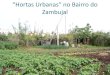“Hortas Urbanas” no Bairro do Zambujal€¦ · As Hortas urbanas de “autoconsumo”no Bairro do Zambujal contribuem efectivamente para a promoção da integração social dos,