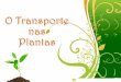 Green Floral - WordPress.com · 2018-04-16 · Transporte no Xilema Um dos movimentos mais rápidos que se realizam nas plantas Num dia de Verão, pode atingir a velocidade de 60