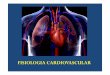 Sistema cardiovascular 2 03 - UFJFMicrosoft PowerPoint - Sistema cardiovascular 2 03.2019 Author Ufjf Created Date 9/30/2019 3:40:25 PM 