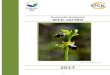 Ophrys fusca fusca (Orquídea) 2017 · Declaração Ambiental 2017 SECIL-OUTÃO 5|45 ÍNDICE I. Objetivos e âmbito 5 II. O Grupo SECIL 6 II.1 – Quem somos e onde estamos 6 II.2