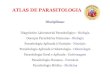 ATLAS DE PARASITOLOGIA · 2012-10-03 · ATLAS DE PARASITOLOGIA EsseAtlas tem o objetivode complementaras aulaspráticas dasdisciplinasdaParasitologia Profa. DraClarice Abramo Laboratóriode