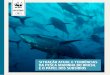 Situação atual e tendênciaS da peSca marinha no braSil e o papel … · 2018-11-22 · 3.2. Situação regulamentar da pesca brasileira 30 3.3. Estado da gestão da pesca brasileira: