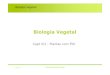 Biologia Vegetal - ULisboa maloucao/Aula 21BV.pdf Biologia Vegetal 0.01 Pleistoc nico 1.8 5.3 23.8 33.7
