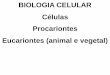 BIOLOGIA CELULAR Cأ©lulas Procariontes Eucariontes ... ... 1 - raio de 01 unidade 2 - raio de 02 unidades