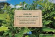 Guia de Plantas Medicinais … · Gripes e resfriados. Desobstrução das vias respiratórias. Não deve ser utilizada por pessoas com inflamação gastrintestinal e biliar, doença