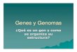 Genes y Genomas · Genes y Genomas ¿Qu ées un gen y como se organiza su estructura? Dogma central de la Biolog ía ... Operones organización que lleva la información de varios