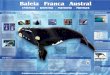 Baleia Franca Austral - Southern Spirit Península Valdés, Chubut, Argentina, é a área que uma das maiores populações de baleias Franca Austral do mundo, escolhem para criar seus