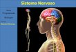Sistema Nervoso · 2013-06-04 · Sistema Nervoso 1) Introdução O sistema nervoso é responsável pelo ajustamento do organismo ao ambiente. Sua função é perceber e identificar