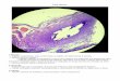 Tuba Uterina - UFPR … · Tuba Uterina 1.Mucosa → Dobras longitudinais, mais numerosas na região correspondente à ampola → epitélio colunar simples: → Células ciliadas: