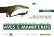 GUIA DE IDENTIFICAÇÃO DE ESPÉCIES ALVO DE AVES E … · 2020-07-30 · de Aves Silvestres (CEMAVE) e de Mamíferos Carnívoros (CENAP). REALIZAÇÃO Esta publicação foi realizada
