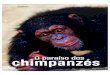 O paraíso dos chimpanzés - GAP Project · Vargem Grande Paulista e Curitiba, além de outros santuários na Argentina, Alemanha, Espanha, França e México. Em Sorocaba, o GAP conta