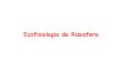 Escola Superior de Agricultura "Luiz de Queiroz" | UNIVERSIDADE … 400... · 2016. 8. 25. · Fig. 4. Growth promotion of A. thaliana ecotype Col-O with exposure to extracted bacterial