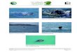 Três baleias nas proximidades do Porto Vista da …Apesar de estar na lista dos que correm risco de extinção, segundo o Ministério do Meio Ambiente, a população de baleias tem