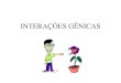 PLEIOTROPIA E INTERAÇÕES GÊNICAS · 08/06/2020  · • Nesse tipo de interação gênica, dois ou mais pares de genes apresentam seus efeitos somados, manifestam uma mesma característica