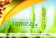 Informações Técnicas para Trigo e · Informações Técnicas para Trigo e Triticale - Safra 2016 9ª Reunião da Comissão Brasileira de Pesquisa de Trigo e Triticale Passo Fundo,