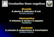 Cocobacilos Gram negativos - UNAMdepa.fquim.unam.mx/bacteriologia/presntaciones/... · Cocobacilos Gram negativos Haemophilus H. influenzae, H. ducreyi y H. aegyptius Facultativos