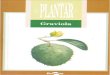 Embrapa - (Colecao Plantar - VIRTUAL) - Graviola · PDF file 2017. 8. 16. · graviola, por parte do consumidor e da indústria de suco, já justifica a sua inclusão no rol das frutas