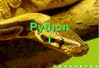 Python I - cin.ufpe.br pftbm/python/workshop-python.1.pdf¢  ByteCode Python Python compila automaticamente