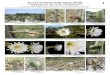 711-01 Cactaceae da Mantiqueira - Field Guides · Os nomes dos fotógrafos estão especificados em cada foto. Produzido por: Luiz Menini Neto. Os autores agradecem aos fotógrafos