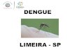 DENGUE - Unicamp · 2019. 6. 10. · Vermelhidão e hipersensibilidade nos olhos Dores musculares Cansaço excessivo. ... Após ter sido picada por um mosquito infectado, a doença