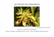NUTRIÇÃO DE ORQUÍDEAS · das Cattleyas , Laelias e Paphiopedilums possuem um rizoma do qual crescem os brotos que formam hastes das quais nascem as folhas e flores. Os brotos nem